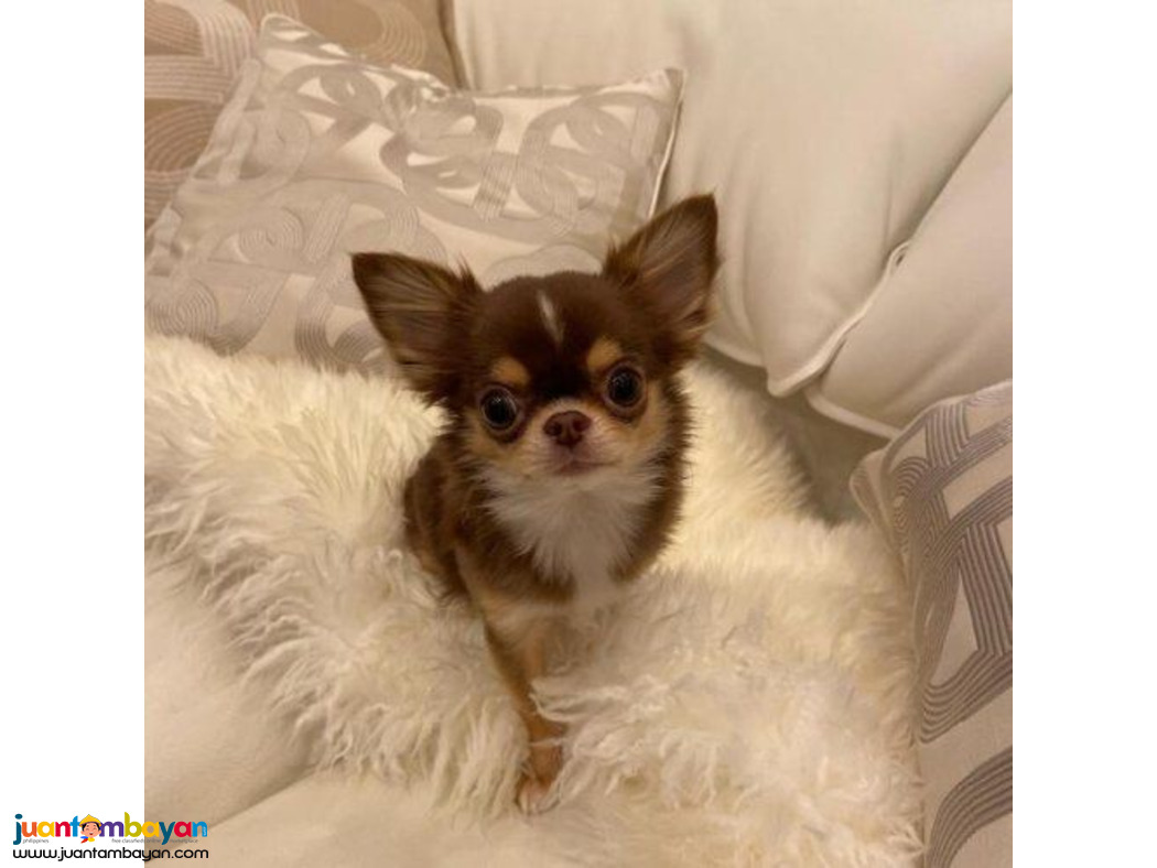 adorable Apple Head Chihuahua Puppies