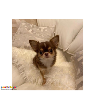 adorable Apple Head Chihuahua Puppies