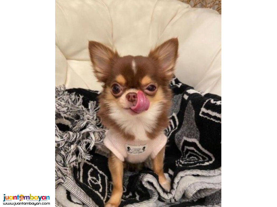 adorable Apple Head Chihuahua Puppies