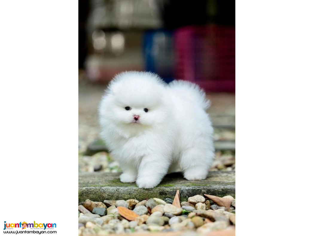  Teacup Pomeranian Puppies Available for sale