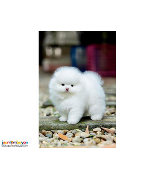  Teacup Pomeranian Puppies Available for sale
