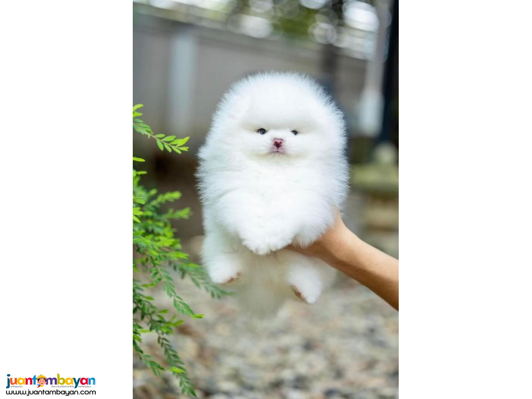  Teacup Pomeranian Puppies Available for sale