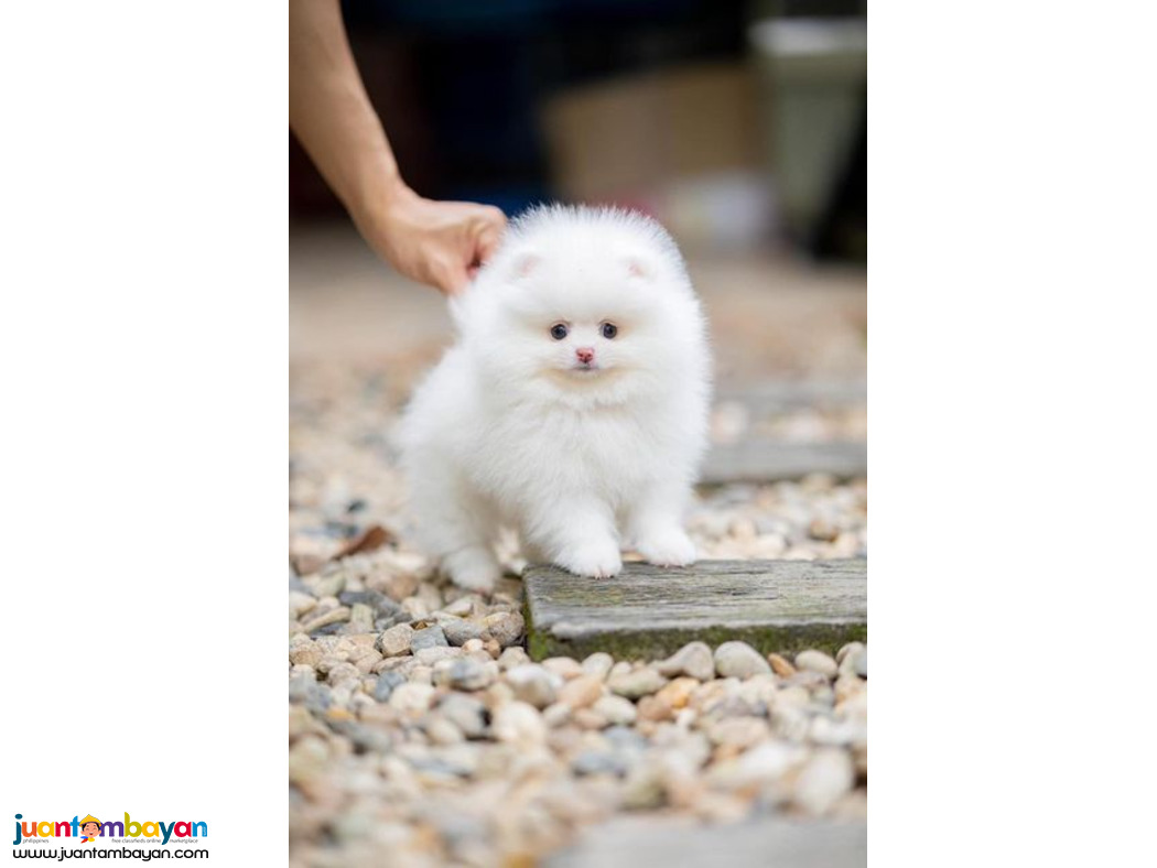  Teacup Pomeranian Puppies Available for sale