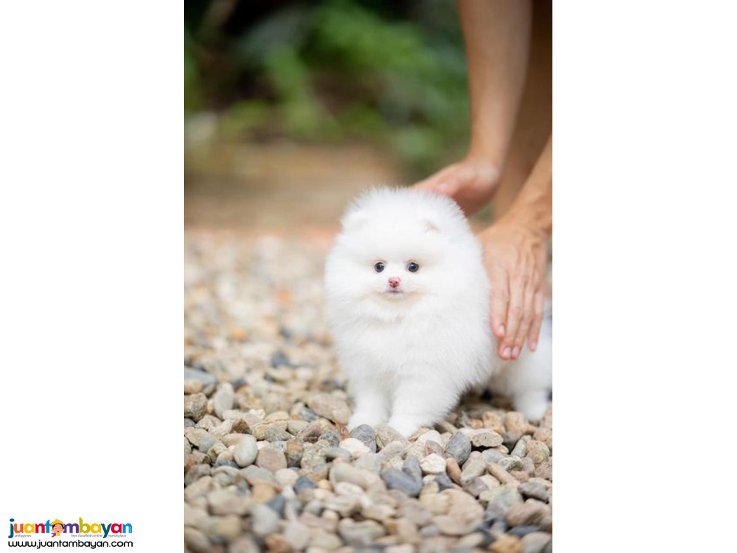  Teacup Pomeranian Puppies Available for sale