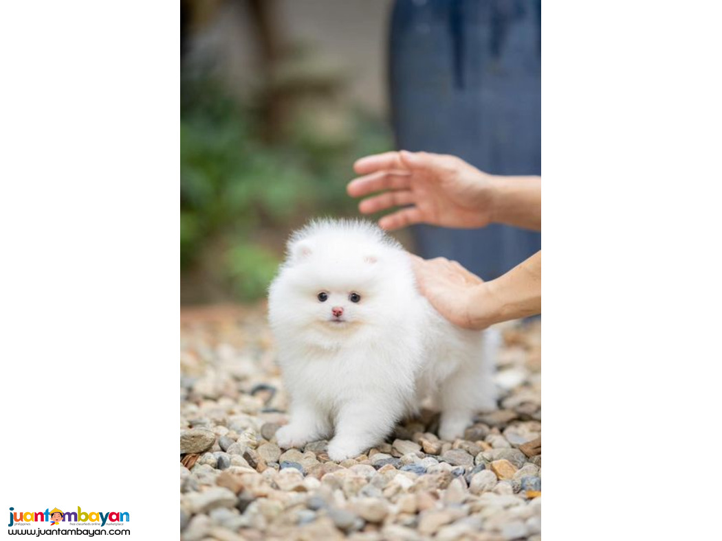  Teacup Pomeranian Puppies Available for sale