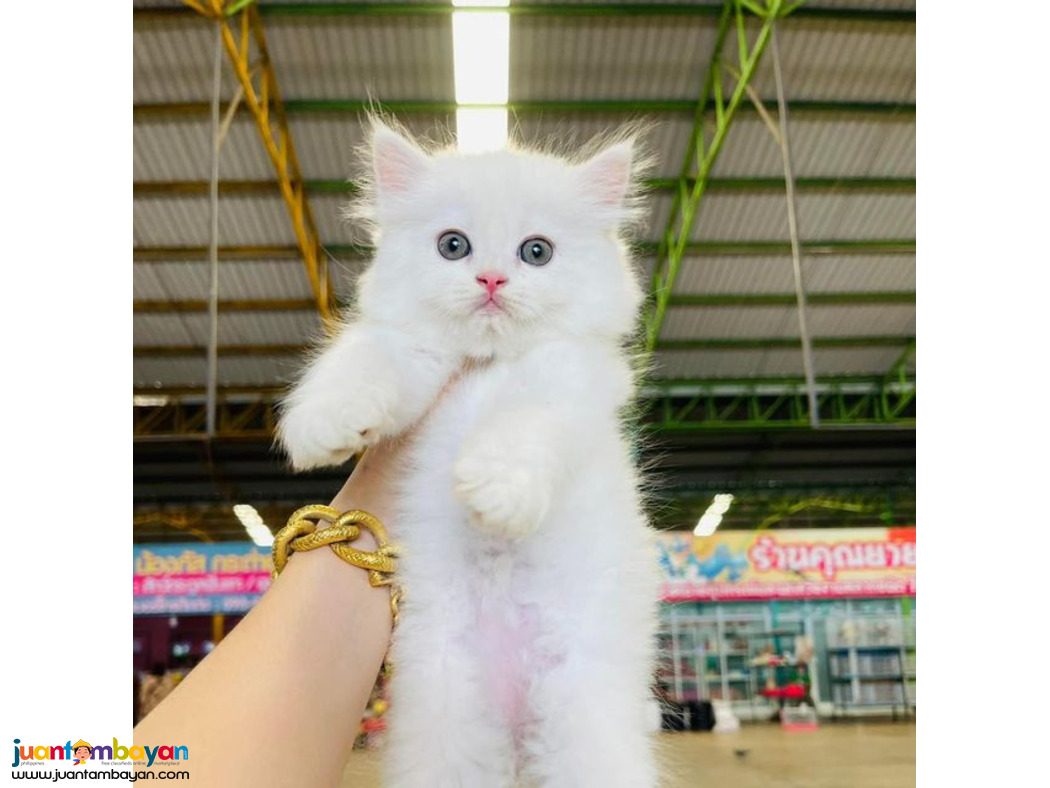  Persian kittens Available