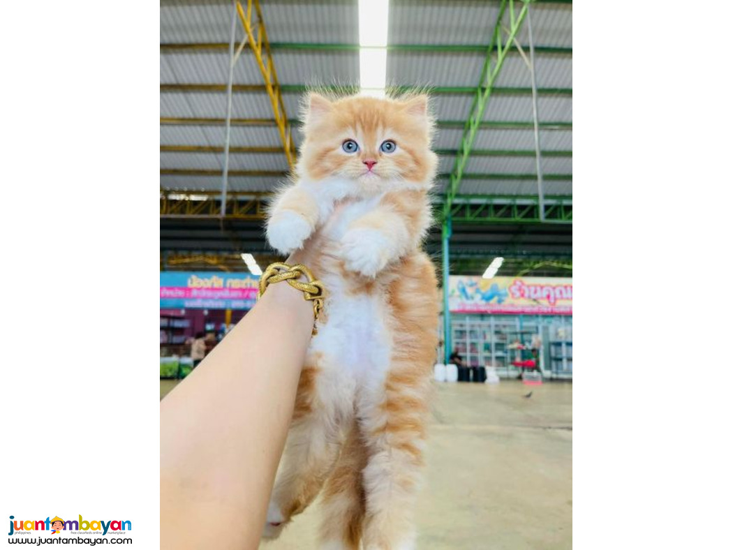  Persian kittens Available