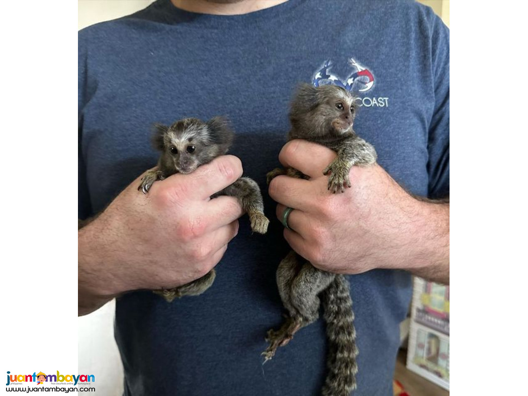 Marmoset Monkey for Adoption Marmoset Monkey for Adoption