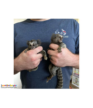  Marmoset Monkey for Adoption