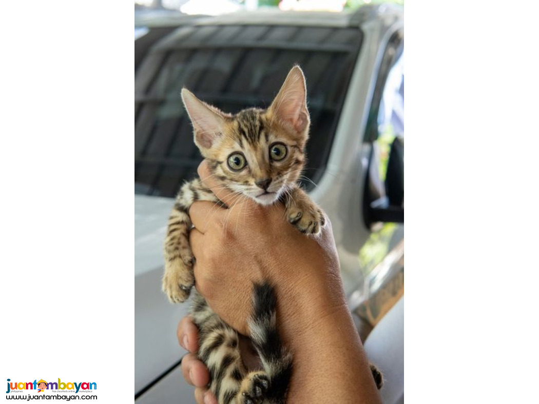 Vet checked Bengal Cats kittens available for sale