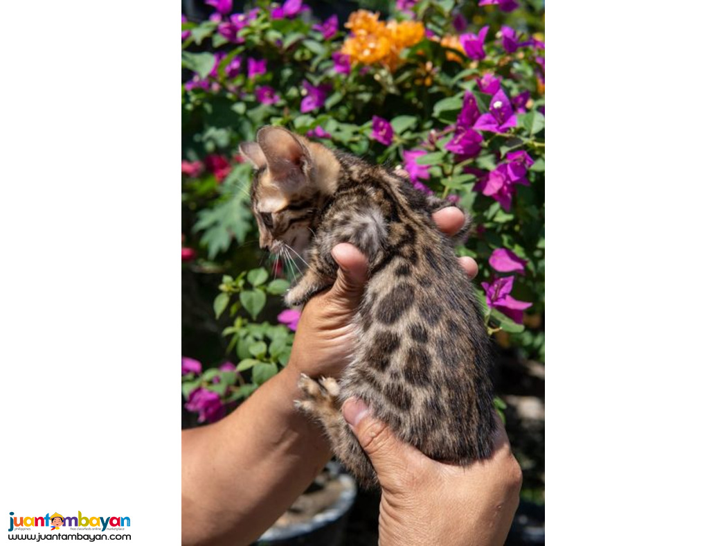 Vet checked Bengal Cats kittens available for sale