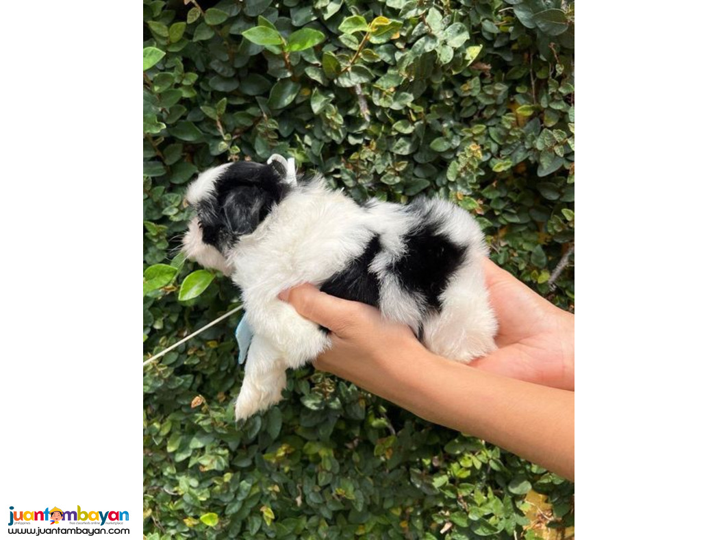 Beautiful shih  tzu puppies