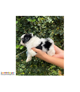 Beautiful shih  tzu puppies