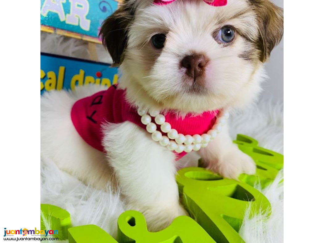 Beautiful shih  tzu puppies