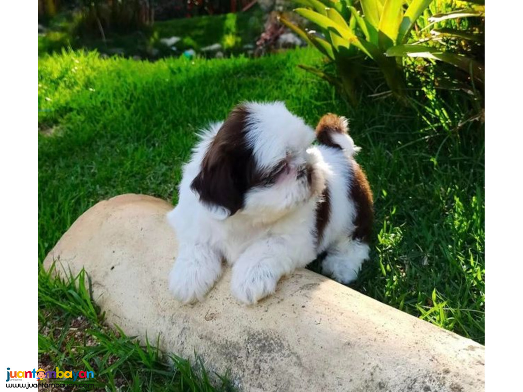 Beautiful shih  tzu puppies