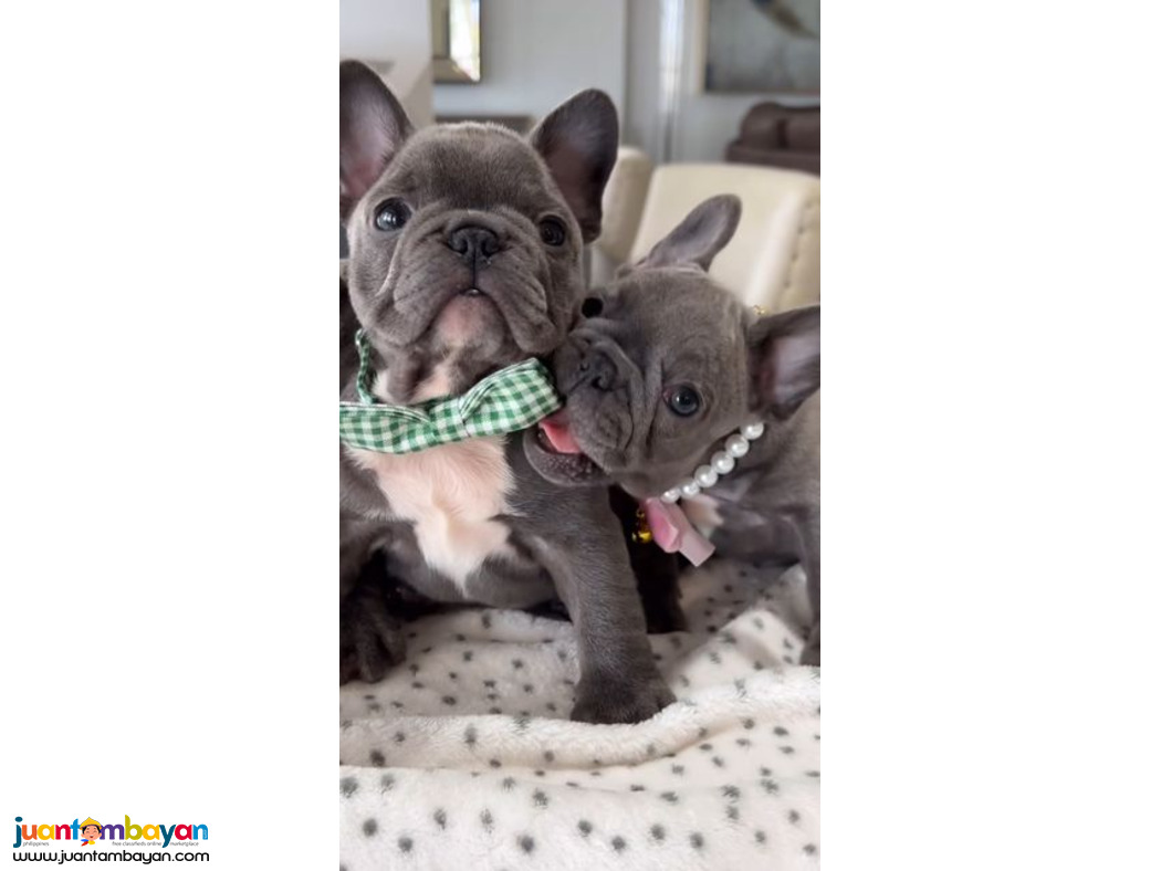 French Bull Dog Puppies Available