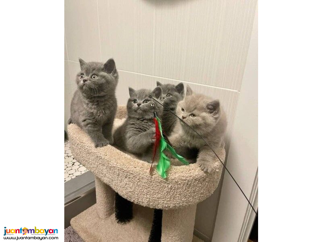 Amazing British Shorthair kittens for sale Amazing British Shorthair kittens for sale