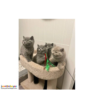 Amazing British Shorthair kittens for sale