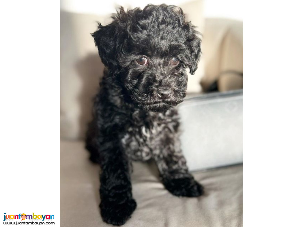 Amazing male and female Toy poodle puppies, Amazing male and female Toy poodle puppies,