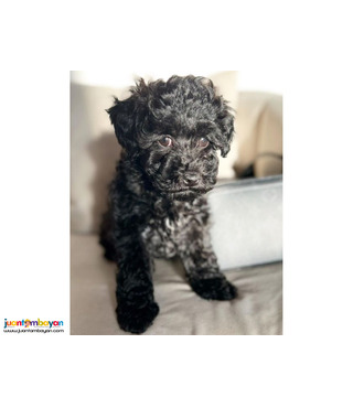Amazing male and female Toy poodle puppies,