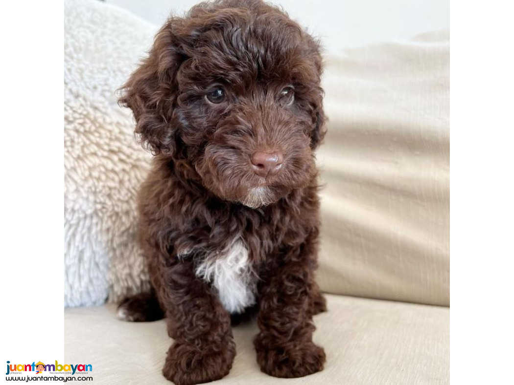 Healthy Cute Toy Poodle Puppies now for sale