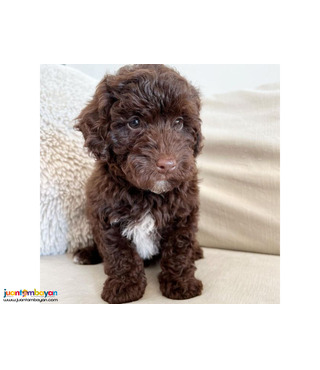 Healthy Cute Toy Poodle Puppies now for sale