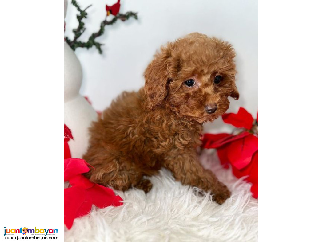 Healthy Cute Toy Poodle Puppies now for sale