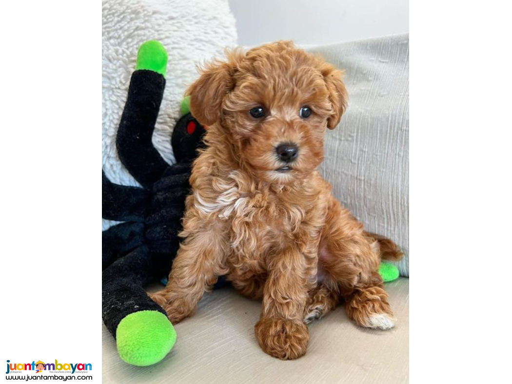 Lovely toy poodle puppies for adoption