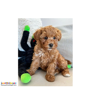 Lovely toy poodle puppies for adoption