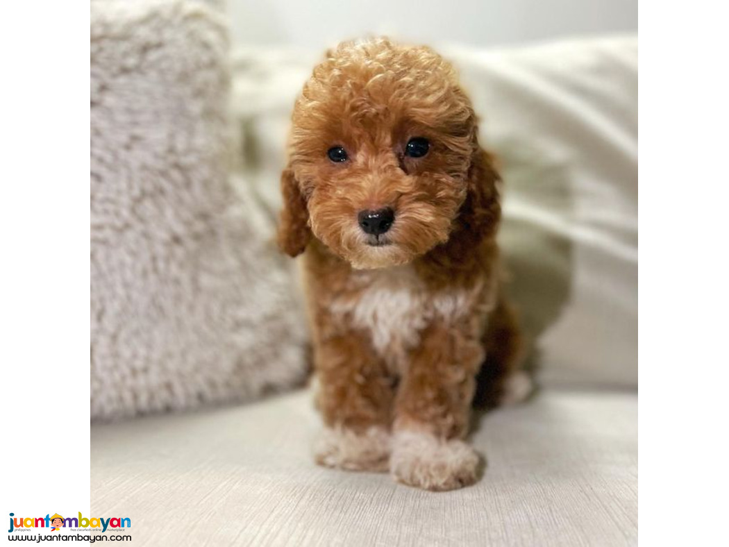 Lovely toy poodle puppies for adoption