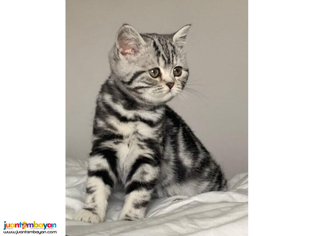Silver classic British shorthair kittens Silver classic British shorthair kittens