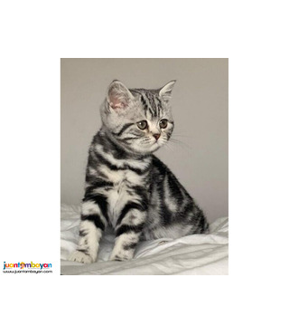 Silver classic British shorthair kittens