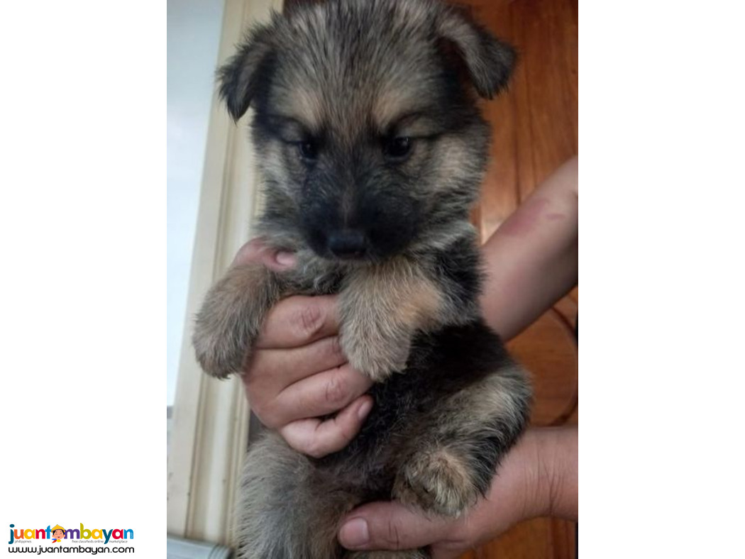 Lovely German Shepherd puppies