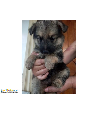 Lovely German Shepherd puppies