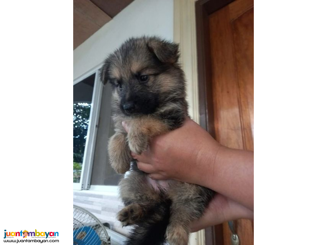 Lovely German Shepherd puppies