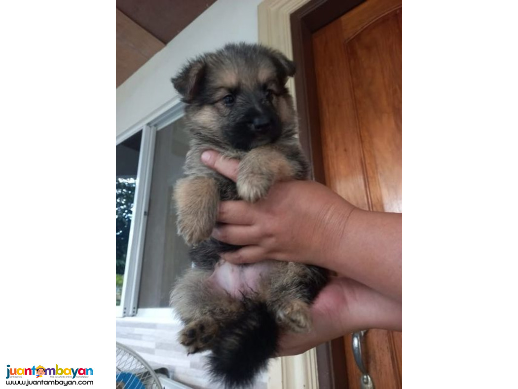 Lovely German Shepherd puppies