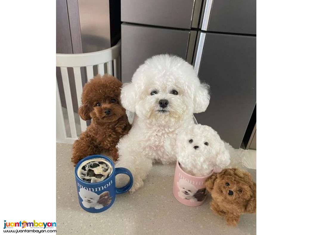 Bichon frise puppies for rehoming Bichon frise puppies for rehoming