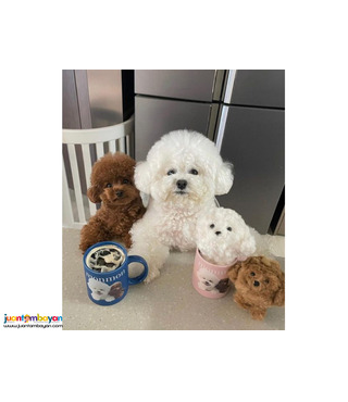 Bichon frise puppies for rehoming