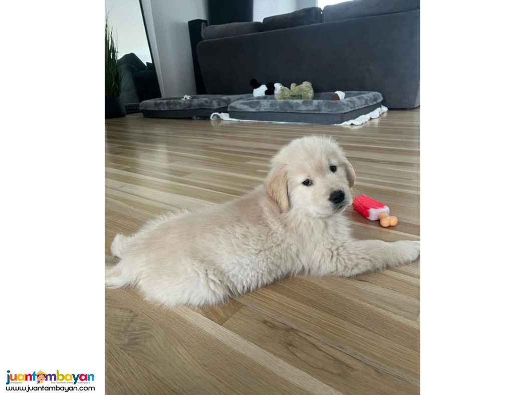 Beautiful Golden Retriever Puppies