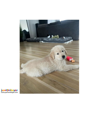 Beautiful Golden Retriever Puppies