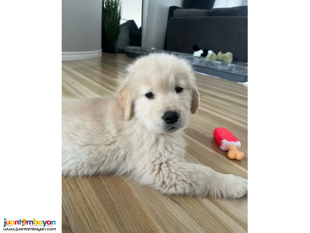 Beautiful Golden Retriever Puppies