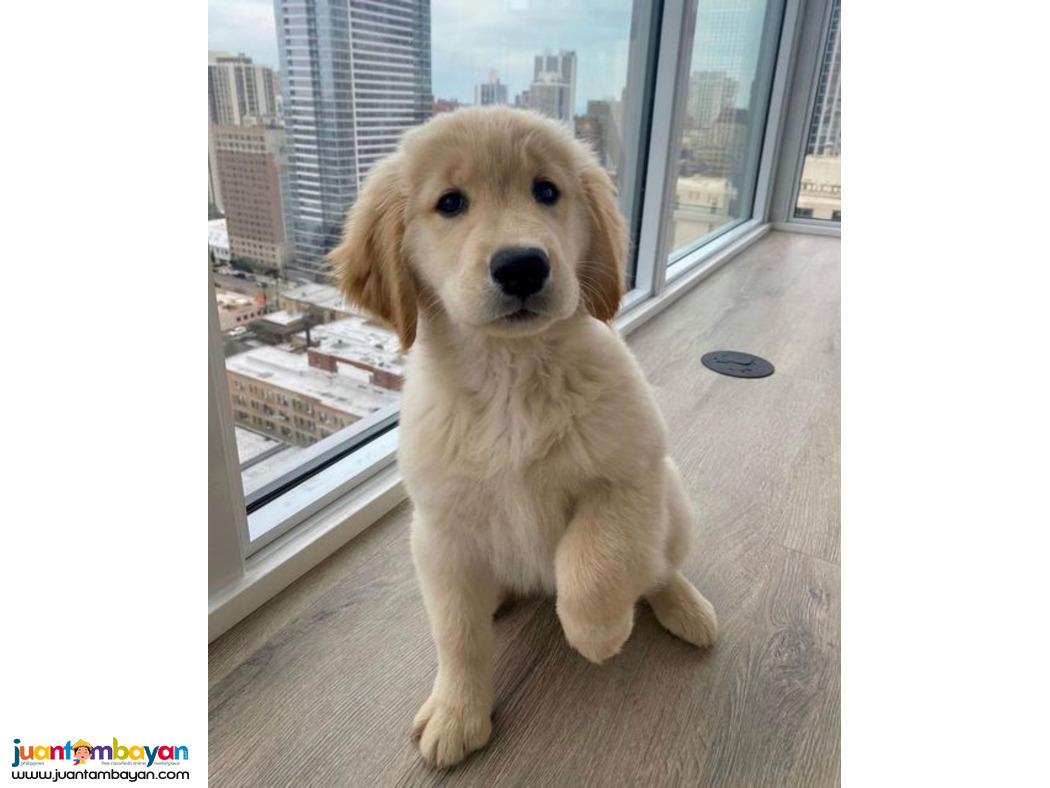 Ready Now - Golden Retriever puppies