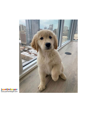Ready Now - Golden Retriever puppies