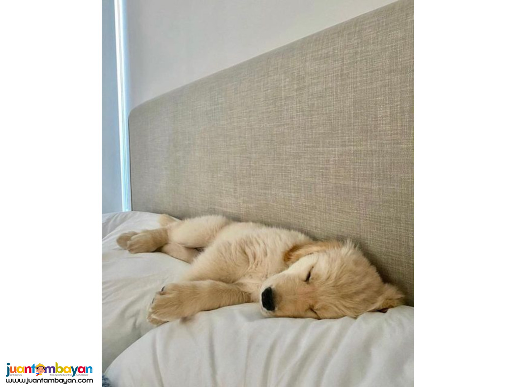 Ready Now - Golden Retriever puppies