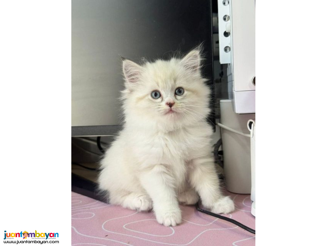 Persian Purebreed Angel Face