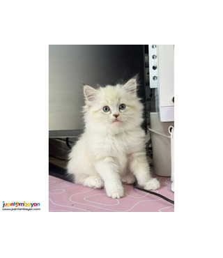 Persian Purebreed Angel Face