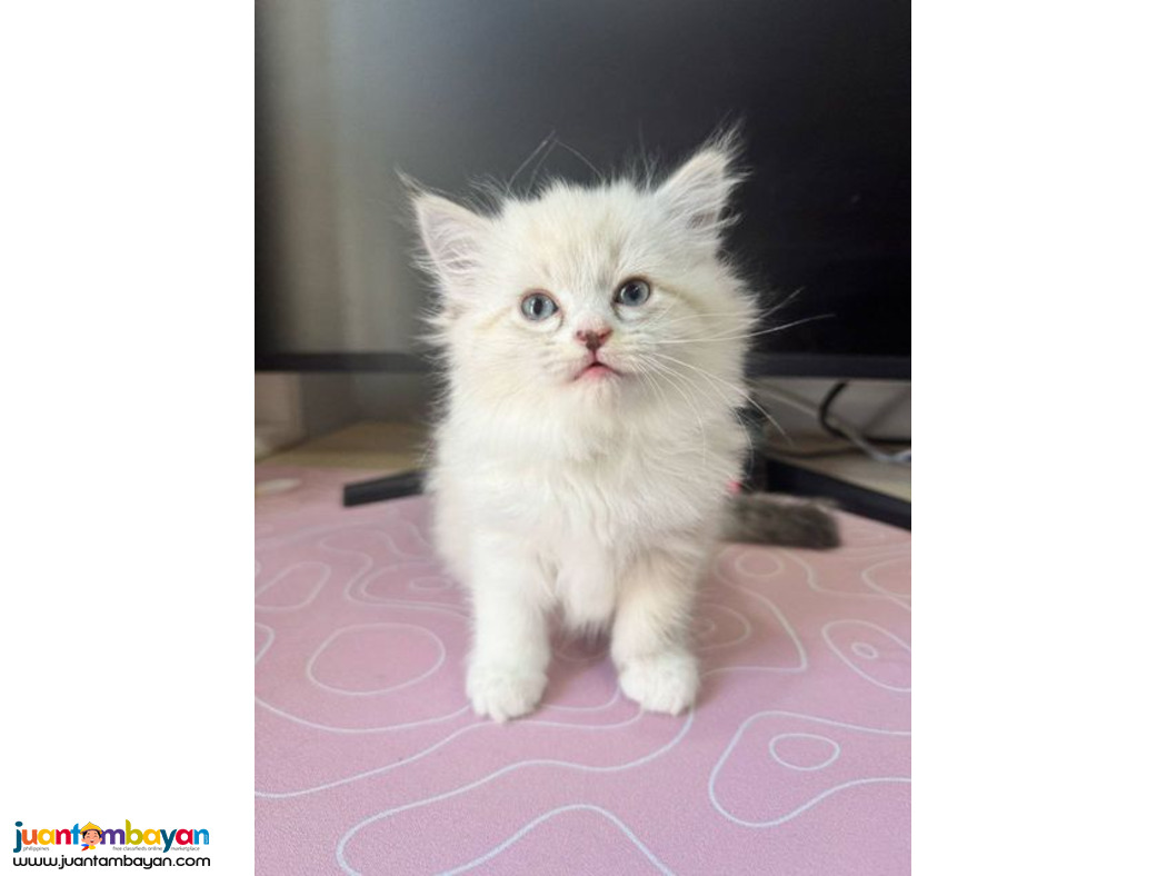 Persian Purebreed Angel Face