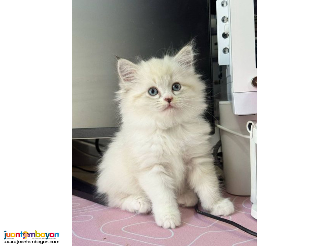 Persian Purebreed Angel Face