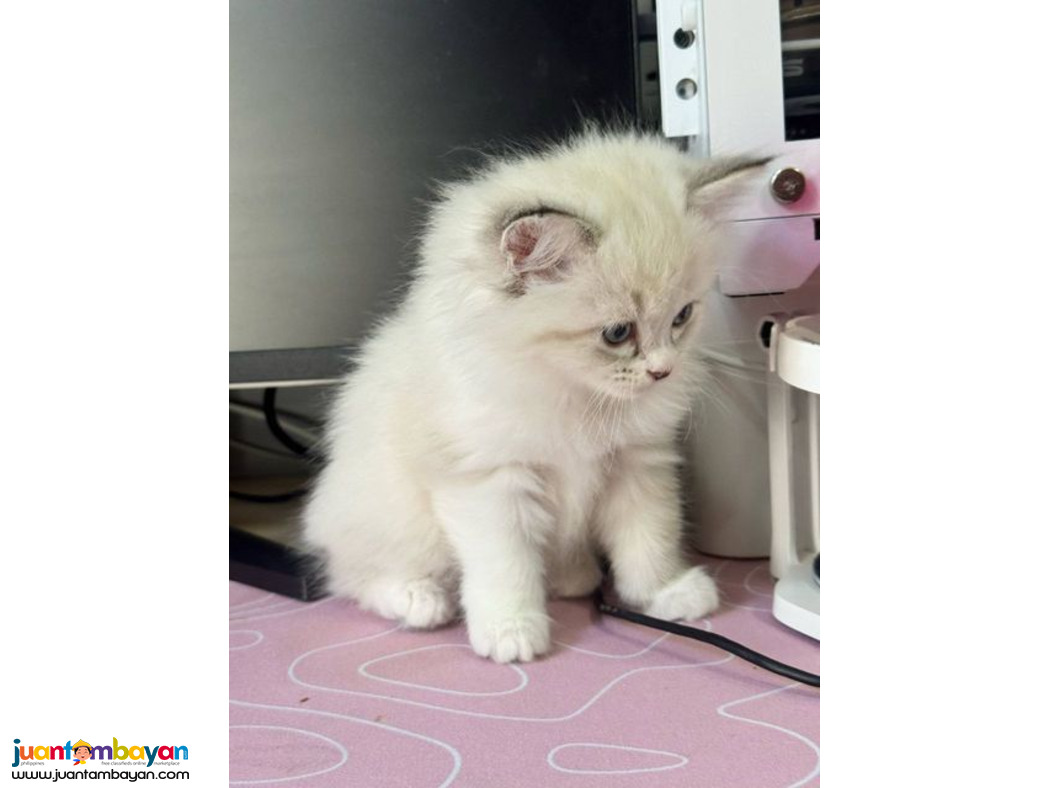 Persian Purebreed Angel Face