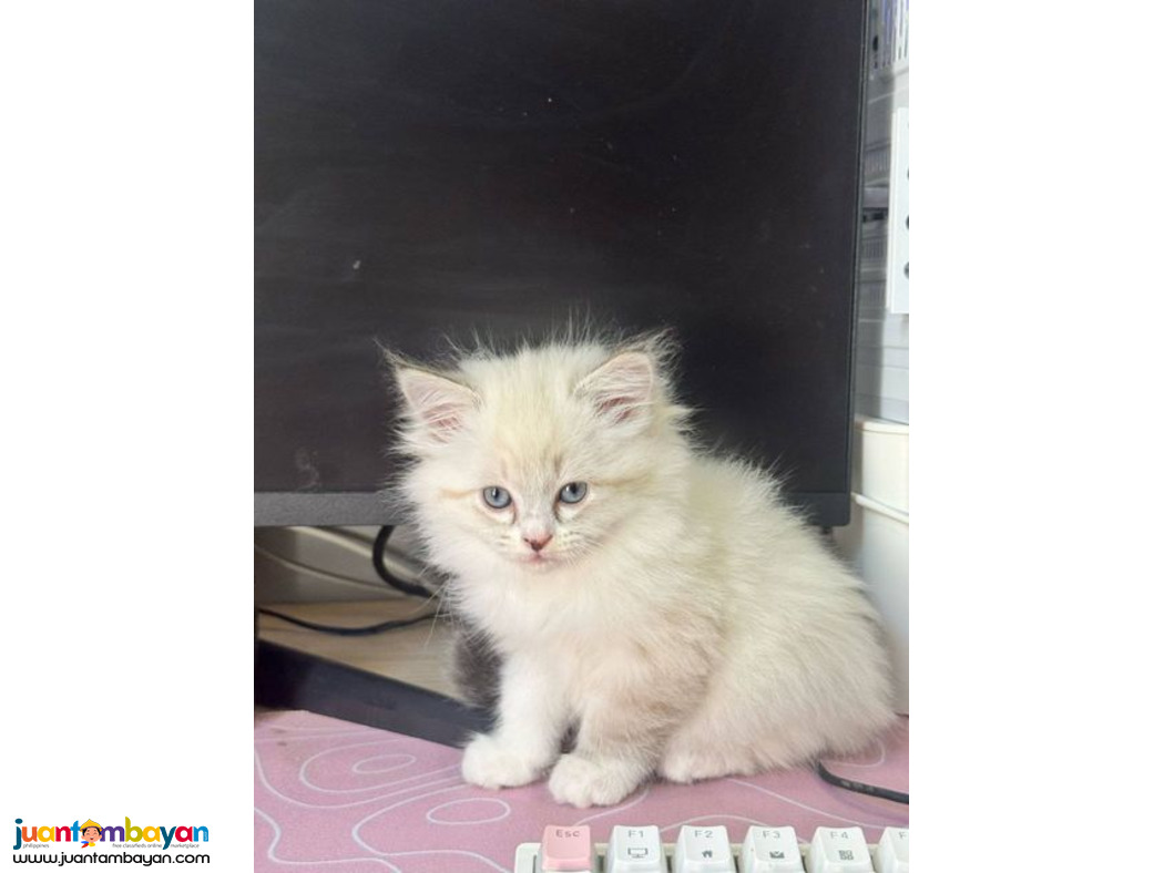 Persian Purebreed Angel Face